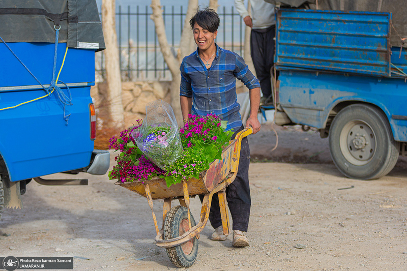 پرورش گل در محلات؛ هلند ایران
