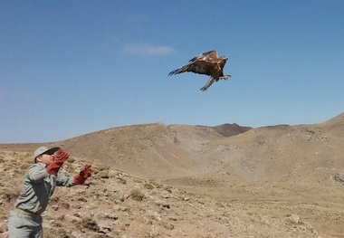 پنج بهله پرنده شکاری در مشگین شهر رهاسازی شد