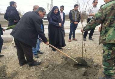 غرس 50هزار نهال دربندرگز، گمیشان و بندرترکمن