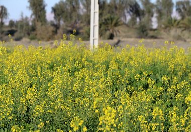 غرامت کلزاکاران بیمه گذار خراسان شمالی پرداخت شد