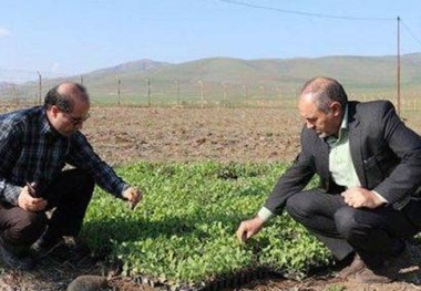 دانه روغنی کلزا به روش نشایی در استان اردبیل کشت شد