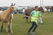 جشنواره ملی زیبایی اسب اصیل عرب در میبد آغاز شد