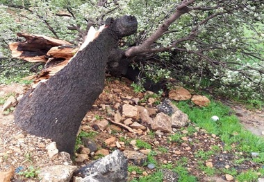 تخریب 3 هزار اصله درخت کهنسال بلوط در کهگیلویه و بویراحمد