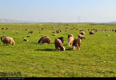 تفاهم نامه بیمه دام سبک عشایر خوزستان منعقد شد