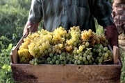 7 هزار تن انگور از باغات کامیاران برداشت شد