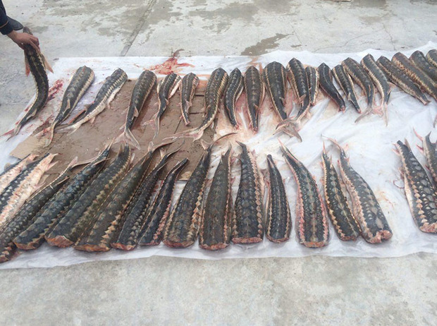 115کیلوگرم ماهی خاویاری قاچاق درگلستان کشف شد