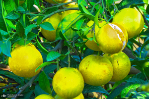 طبیعت روستای بزکویه