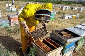 افزایش 50 درصد تعداد کلنی‌های تولید عسل در شهرستان نمین