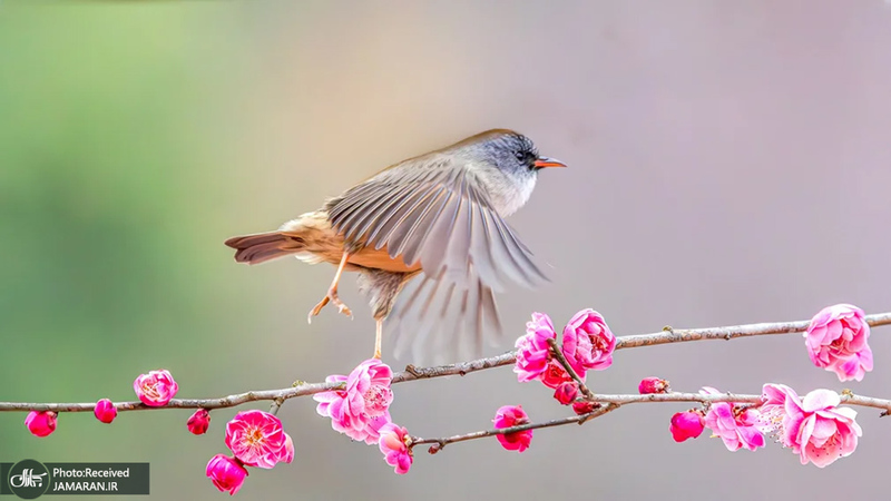 منتخب تصاویر امروز جهان - 1 اسفند 1403