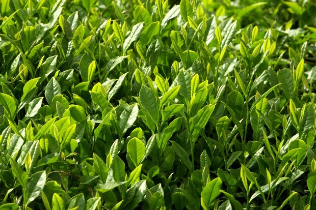 نرخ خرید تضمینی چای چهار درصد افزایش یافت