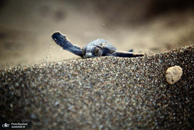 منتخب تصاویر امروز جهان- 22 مرداد 1400