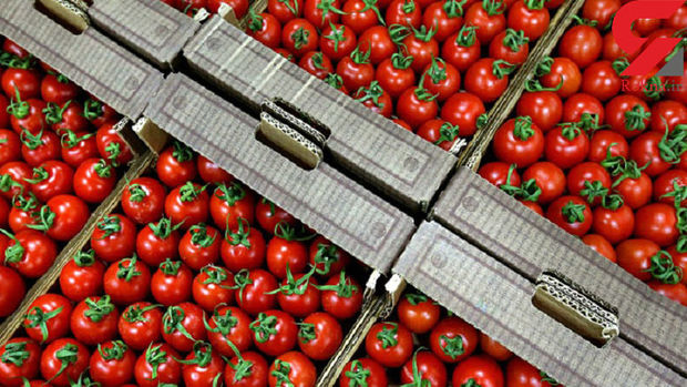 صادرات گوجه فرنگی گلخانه ای بوشهر آزاد است