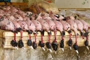 فروش گوشت پرندگان مهاجر در تهران