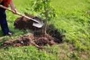 کاشت 1100 درخت به یاد شهدای فسا آغاز شد