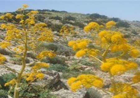 راه اندازی واحد بسته بندی باریجه در روستاهای آرادان ضروری است