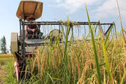 برداشت اولین برنج در شالیزارهای ساری