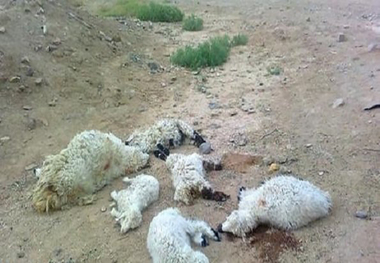 230 راس از دام های روستای چنگ الماس ابهر تلف شدند