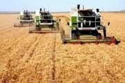مشکلی برای خرید گندم در استان اردبیل وجود ندارد