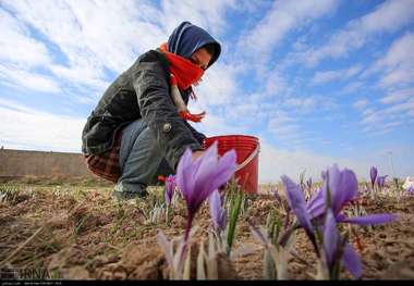 گل زعفران برفراز کوه های دیلمان شکفت