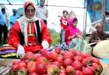 بازدید معاون وزیر تعاون از یک واحد گلخانه در آبیک