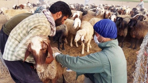 300 هزار راس دام در کردستان علیه بیماری طاعون واکسینه می شود