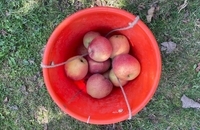 برداشت سیب در کشمیر هند (10)