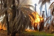 گرمای بیش از حد علت آتش‌سوزی در باغ‌های میناب
