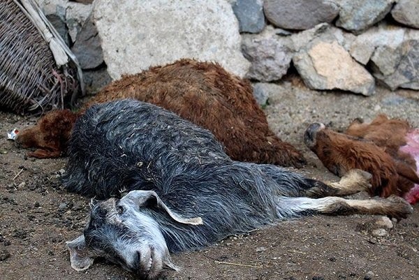 بیماری طاعون دامی در کرمان خطری برای انسان ندارد  دام‌ها هر ساله واکسینه می‌شوند