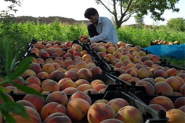 تولید میوه های هسته دار در کهگیلویه و بویراحمد افزایش یافت