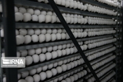 هزار و ۲۰۰ تن تخم‌ مرغ به صورت حمایتی از تولیدکنندگان خراسان رضوی خریداری شد