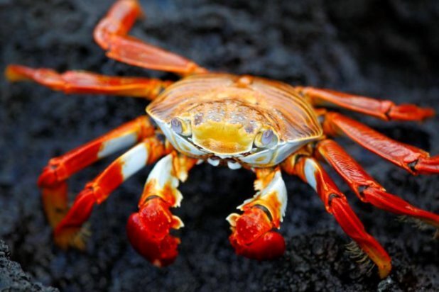 کشف ۹۰۰ کیلو خرچنگ بدون مجوز بهداشتی در بندرلنگه