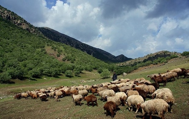 طرح اصلاح نژاد دام سبک روستایی در اصفهان در حال اجراست