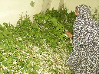 خسارت 20 میلیارد ریالی به نوغانداران خراسان