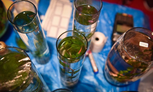 کشف ژن تولید سلولز گیاهی در موسسه تحقیقاتی روتامستد 
