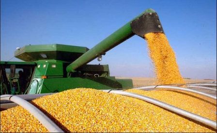برداشت 60 هزار تن ذرت دانه ای در شهرستان داراب