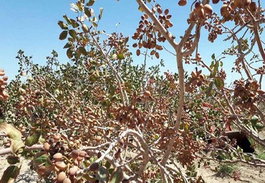 برداشت پسته در سیستان و بلوچستان آغاز شد