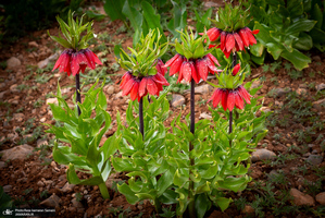 دشت لاله های واژگون کوهرنگ