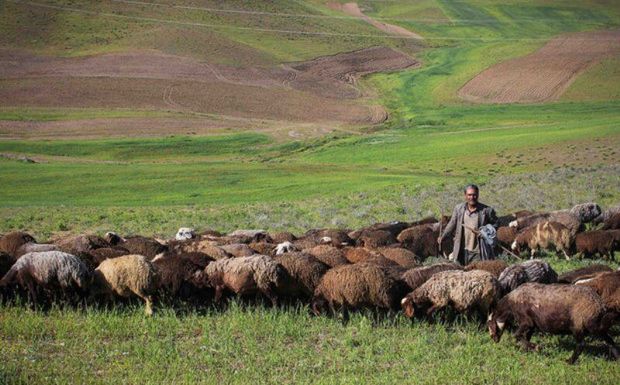 مناطق قشلاقی دهلران پذیرای ۶۰۰ خانوار عشایر کوچرو در می شوند