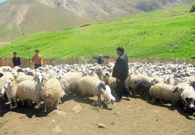 بارندگی 30 درصد از هزینه علوفه دام عشایر خراسان رضوی کاست