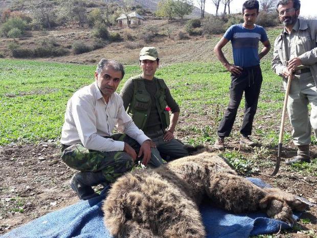 خرس گرفتار در تله باغداران آملی جان سالم به در برد