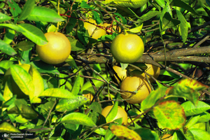 طبیعت روستای بزکویه