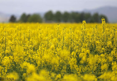 نسخه خودکفایی روغن در کهگیلویه و بویراحمد