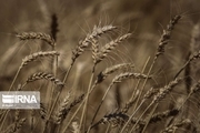 آمادگی دولت برای خرید ۵۲۰ هزار تن گندم از کشاورزان همدانی