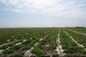 فاز دوم طرح ۵۵۰ هزار هکتاری کشاورزی خوزستان عملیاتی می شود