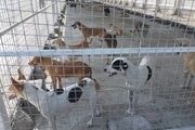 اخبار مربوط به اتلاف سگ‌های ولگرد در اردبیل کذب است