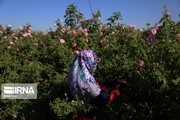 پخش عطر گل‌محمدی در مناطق مرزی گنبدکاووس