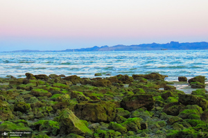 پارک زیتون قشم