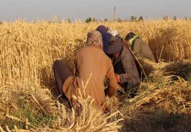 پیش بینی برداشت 11هزار تن گندم و جو در شهرستان سربیشه