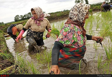 پیش‌بینی افزایش تولید برنج در سال جاری  افزایش کشت دانه های روغنی در اراضی کشاورزی