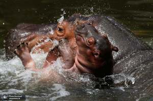 منتخب تصاویر امروز جهان- 28 تیر 1400